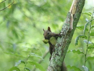 樹木鬼|オニグルミってどんな木？食べ方や割り方、花や葉の特徴は？